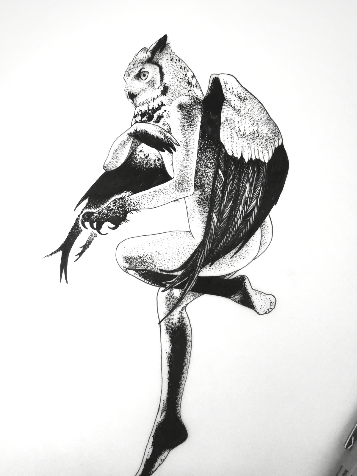 The Harpy